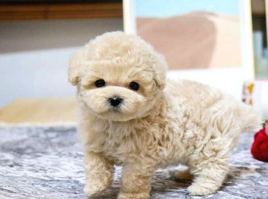 Mini Boy Malti̇poo Bebekler görsel