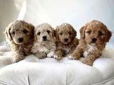 KLİNİKTE TESLİM MALTİPOO YAVRULAR