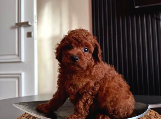 Sınırlı Sayıda- Eşsiz Poodle Erkek Ve Dişi Poodle Yavruları