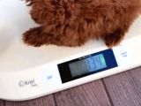 Sınırlı Sayıda- Eşsiz Poodle Erkek Ve Dişi Poodle Yavruları