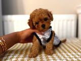 Sınırlı Sayıda- Eşsiz Poodle Erkek Ve Dişi Poodle Yavruları