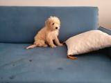 Dişi Maltipoo Yavrumuz