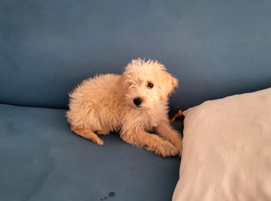 Dişi Maltipoo Yavrumuz