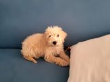 Dişi Maltipoo Yavrumuz