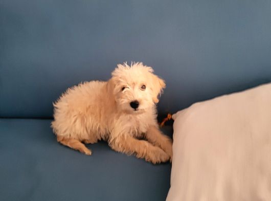 Dişi Maltipoo Yavrumuz görsel