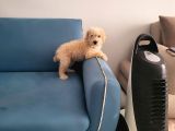 Dişi Maltipoo Yavrumuz