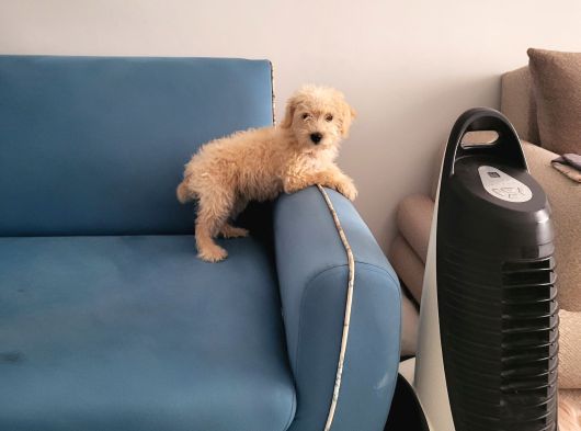 Dişi Maltipoo Yavrumuz görsel