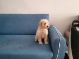 Dişi Maltipoo Yavrumuz