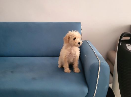 Dişi Maltipoo Yavrumuz görsel