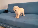 Dişi Maltipoo Yavrumuz