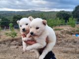 Dişi Erkek Samoyed Yavrularımız