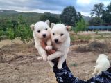 Dişi Erkek Samoyed Yavrularımız