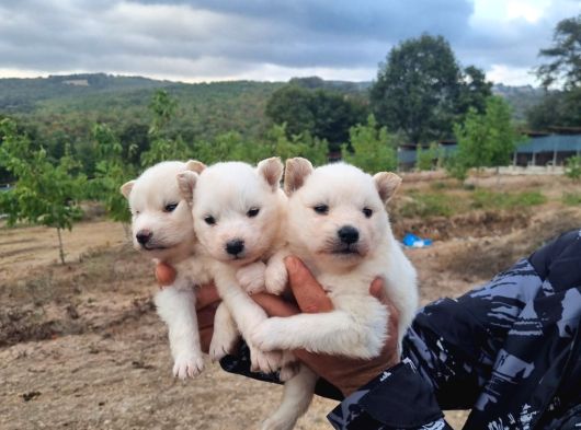 Dişi Erkek Samoyed Yavrularımız görsel
