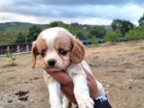 Dişi Erkek Cavalier King Charles Yavrularımız