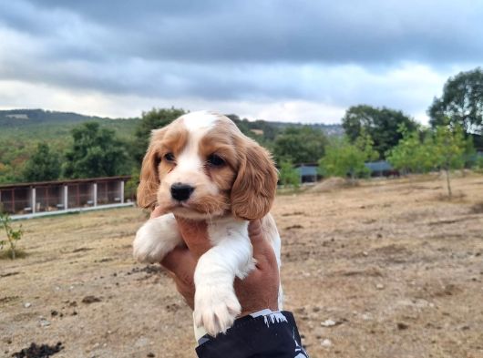 Dişi Erkek Cavalier King Charles Yavrularımız görsel