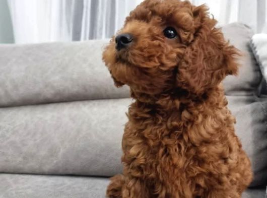 Oyuncu Ve Cana Yakın Safkan Poodle Yavrularım görsel