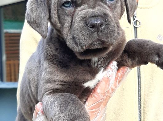 Kralların Köpeği Cane Corsa Yavruları görsel