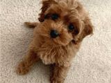 Mi̇ni̇ Malti̇poo Bebekler