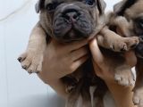 Egzoyic Fawn Bebekler