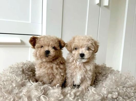 Şekker Küpleri̇ Kli̇ni̇kte Tesli̇m Malti̇poo Yavrular görsel