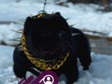 Exotic Bully Yavruları Mevcut