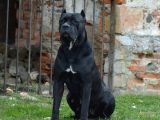 Kralların Köpeği Cane Corsa Yavruları