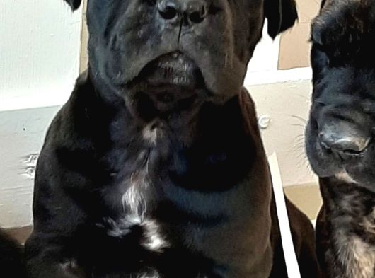 Kralların Köpeği Cane Corsa Yavruları görsel
