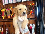 Golden severler için minik kalpler