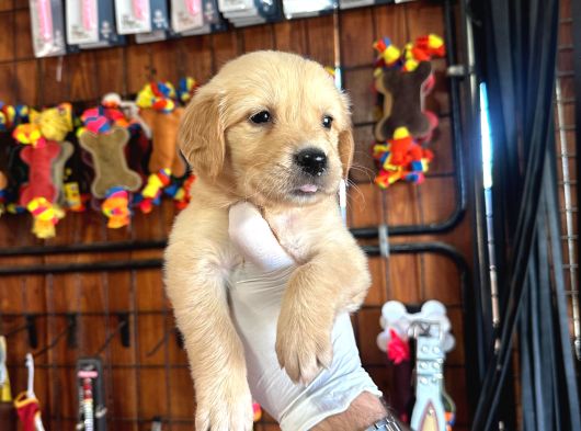 Golden severler için minik kalpler