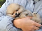 Pomeranian Boo Ayi Surat Yavrularımız Oyuncak Tip
