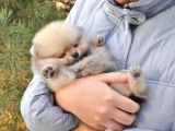Pomeranian Boo Ayi Surat Yavrularımız Oyuncak Tip