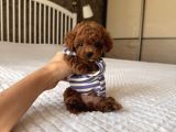 Poodle Ayarinda Teacup Kore Maltipoo Red Brown Yavrularımız
