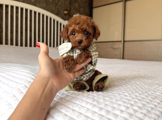 Poodle Ayarinda Teacup Kore Maltipoo Red Brown Yavrularımız görsel