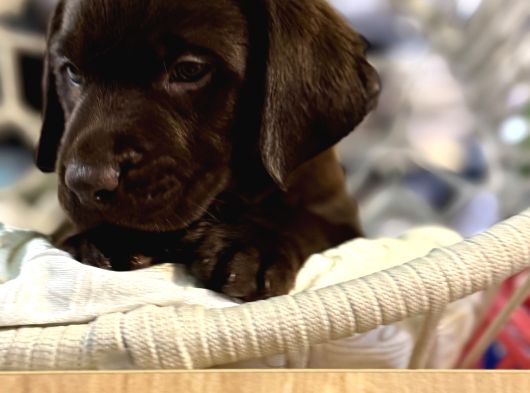 A Kalite Çikolata Labrador görsel