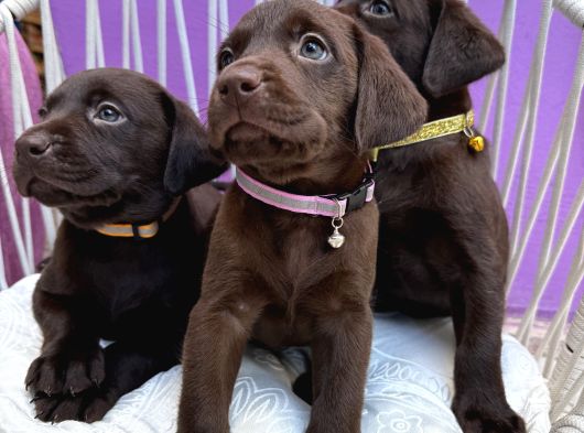 A Kalite Çikolata Labrador