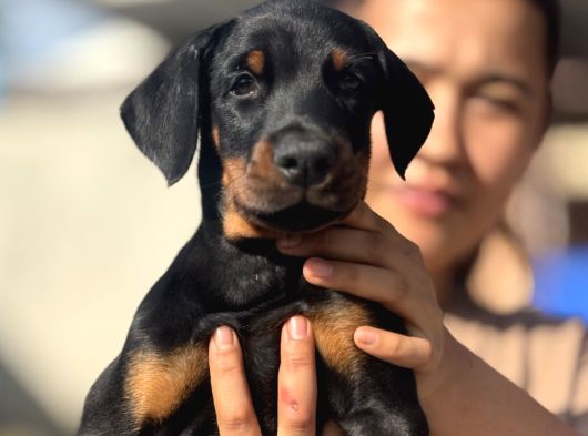 King Doberman Yavrular görsel