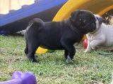 Si̇yah Pug Yavrulari