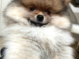 Pomeranian Boo Teddy Bear Ayı Surat Yavrularımız