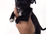 A kalite chihuahua yavrularım