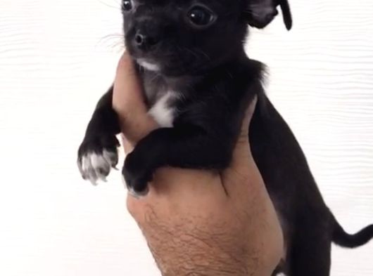 A Kalite Chihuahua Yavrularım