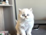 SHOW KALİTE BRİTİSH YAVRULAR PET STUDIO AYRICALIĞIYLA