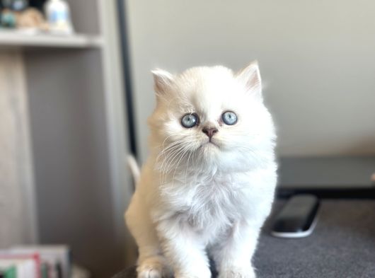 Show Kali̇te Bri̇ti̇sh Yavrular Pet Studio Ayricaliğiyla