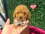 orjınal toy poodle çocuklar