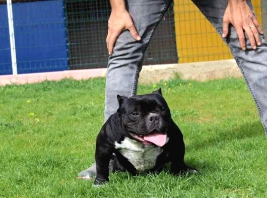 Exotic Bully Yavruları Mevcut görsel