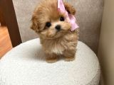 MINI BOY MALTİPOO BEBEKLER