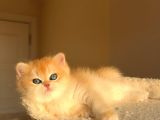 Yarışma Standartlarında British Shorthair