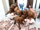 Toy Poodle Çi̇kolatalarim