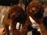 Toy Poodle Orcınal Bebekler