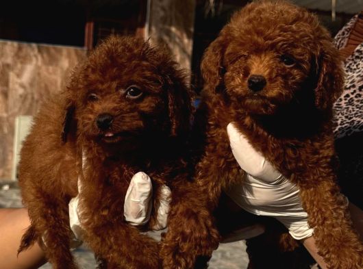 Toy Poodle Orcınal Bebekler görsel
