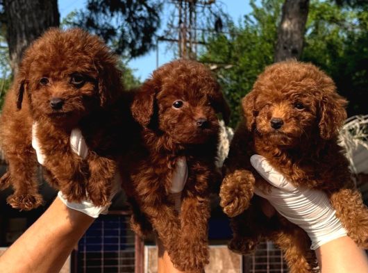 Toy Poodle Orcınal Bebekler görsel